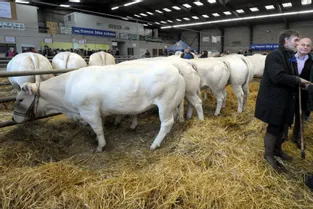 Près d’une quarantaine d’éleveurs participait, ce week-end, à la 43e foire de bovins de boucherie