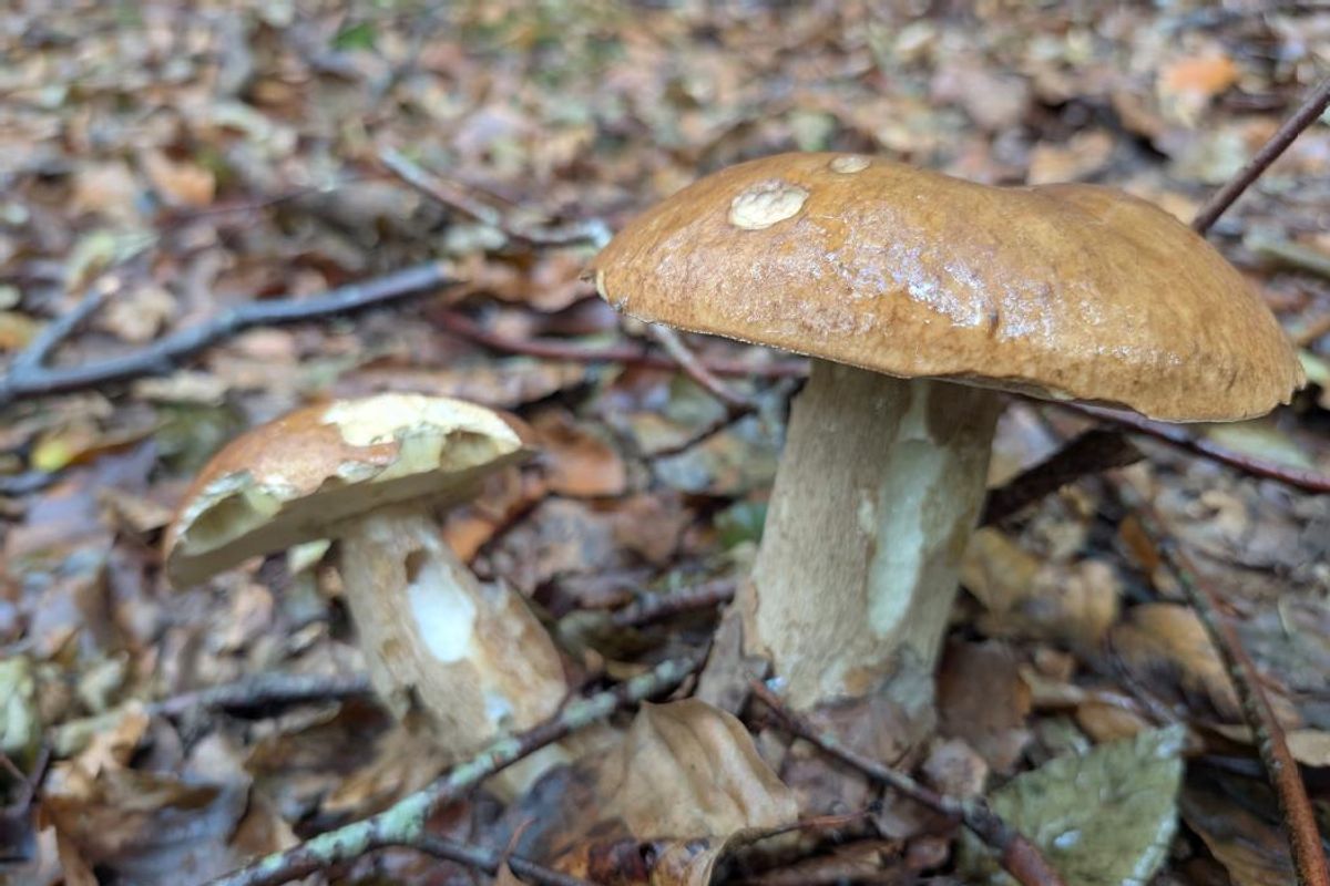 champignon