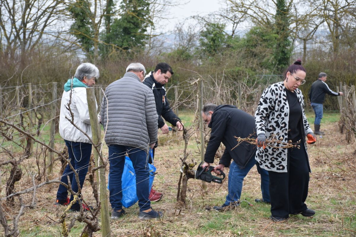 « 450 pieds de vignes sont morts » : À Dreux, le vignoble ne resplendit plus