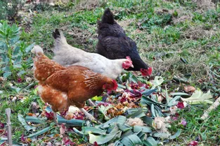Pourquoi il faut adopter une poule pondeuse réformée, ce samedi en Corrèze ?