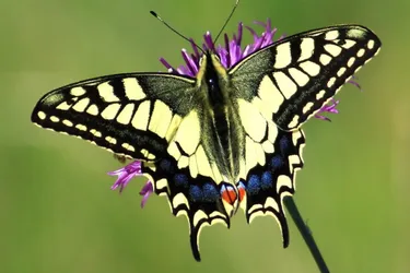 Les papillons menacés de disparition en Auvergne
