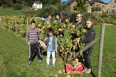 Vendanges des raisins de la Franconie et repas bavarois