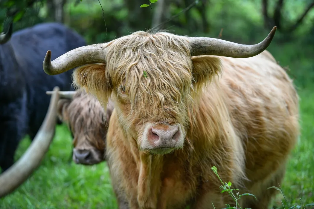 Nos cinq coups de coeur de ce lundi 29 juillet dans le Cantal - La Montagne
