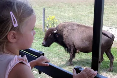 L’élevage de bisons ouvre ses portes