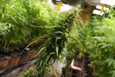CBD : pourquoi l'interdiction de vente de fleurs de cannabis serait une épine dans le pied de la filière en Creuse