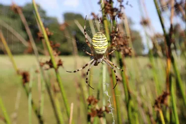 Une étude sur les araignées en Livradois-Forez (Puy-de-Dôme) donne des résultats stupéfiants