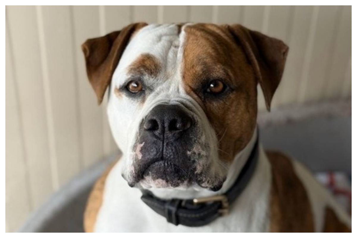 Sally, une affectueuse femelle bouledogue anglais de 4 ans, cherche un