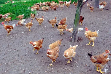 Grippe aviaire : la zone de restriction levée le 15 septembre en Corrèze