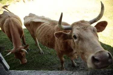 Cinquante-huit vaches retrouvées mortes dans une stabulation du Cantal