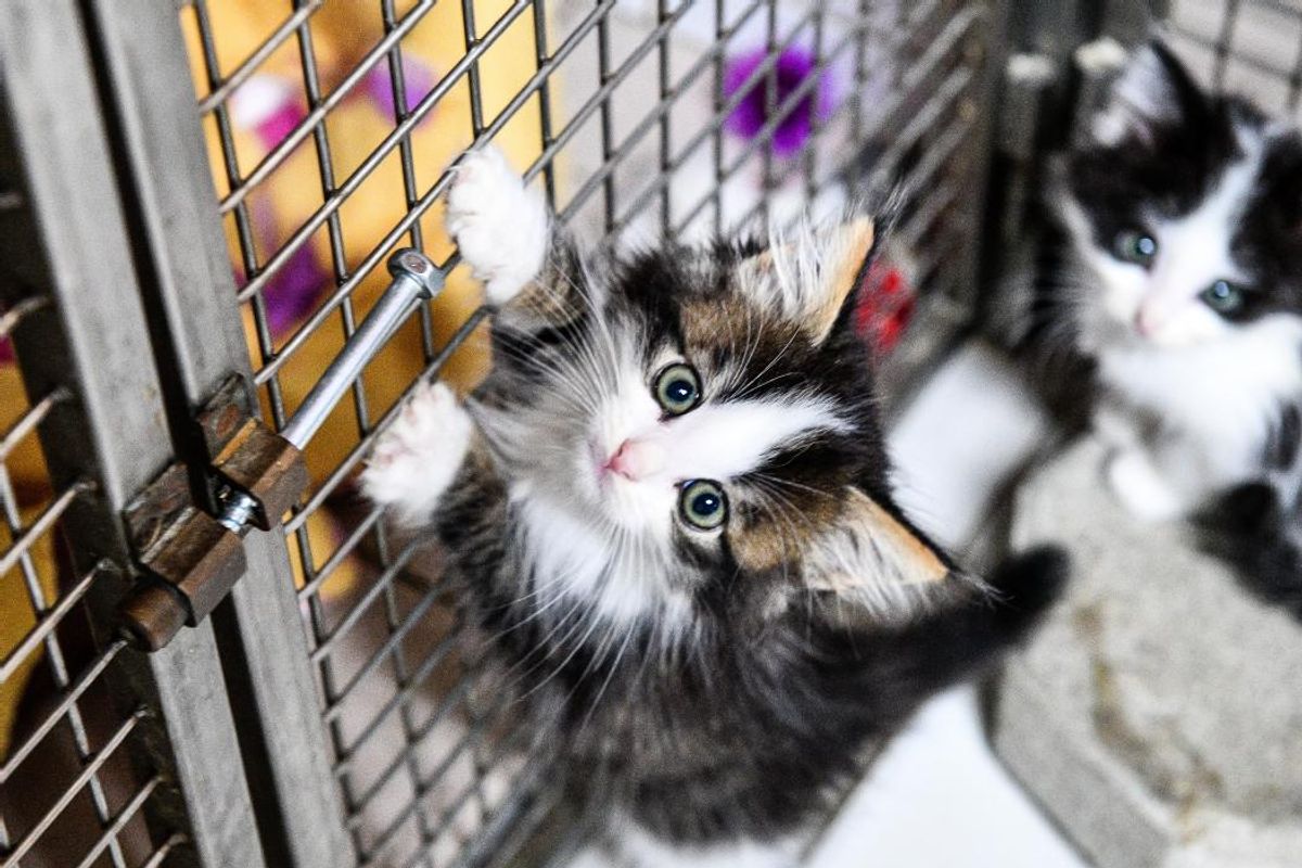 Plusieurs cas de typhus félin, mortel pour les chatons, recensés à ...