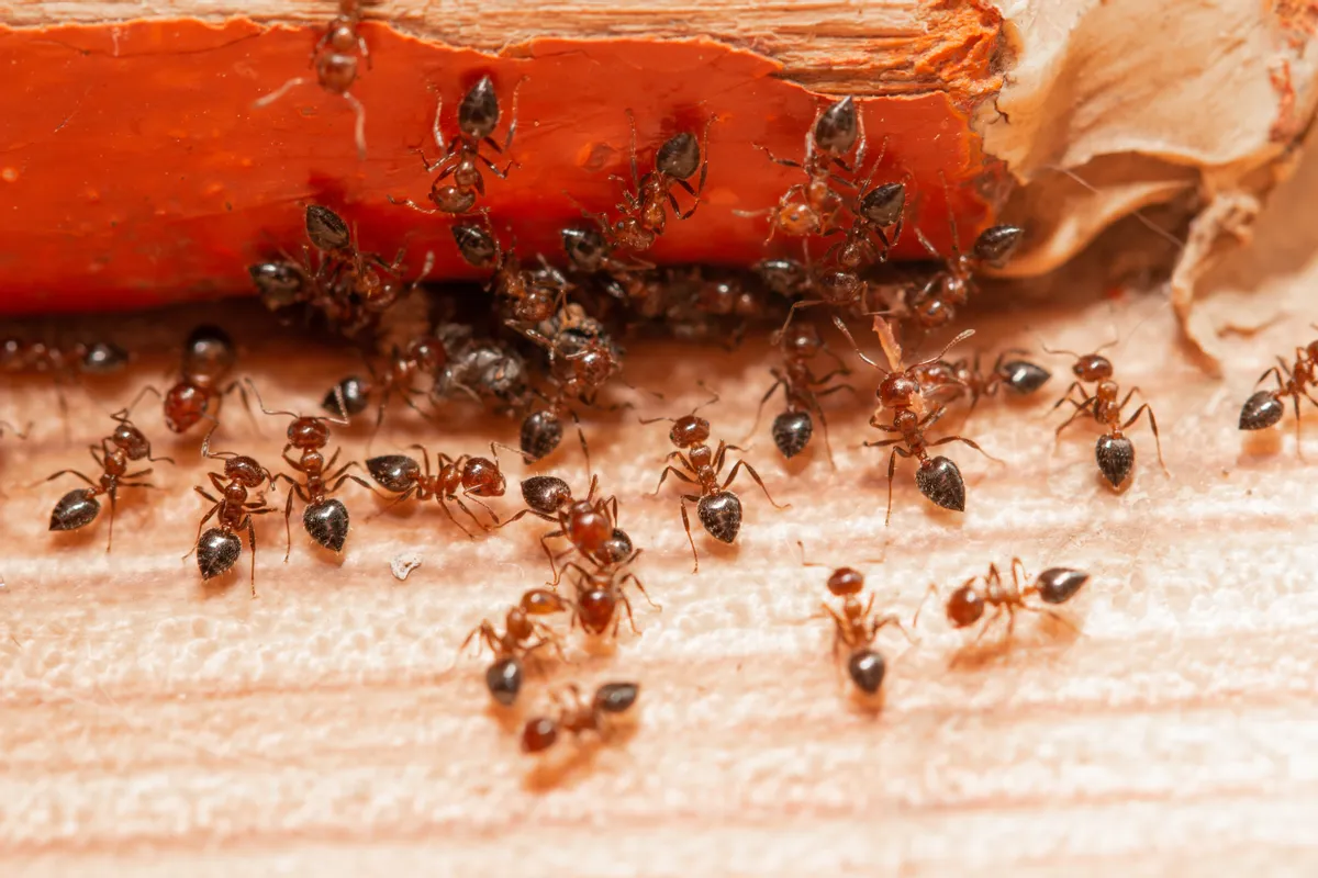 Fourmis à la maison : nos astuces naturelles pour les faire fuir en 4