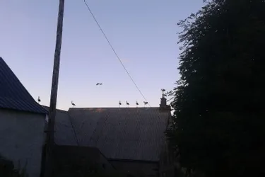 Une quinzaine de cigognes a passé une nuit dans le Puy-de-Dôme