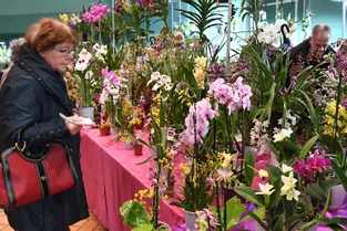 L’orchidée reine de l’Auvergne au salon de Romagnat les 11 et 12 janvier