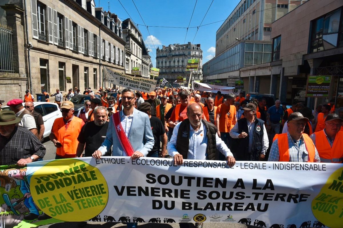 Un nouvel arrêté préfectoral pour déterrer les blaireaux en Haute-Vienne : pro et anti-chasse s’opposent à Limoges