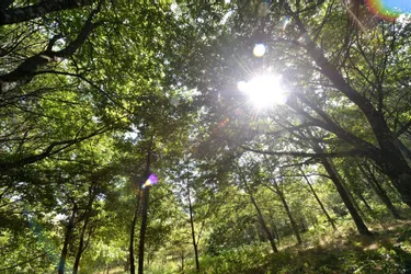 A Saint-Georges-la-Pouge, l'association Les Chemines s'intéresse à la gestion durable des forêts de Creuse
