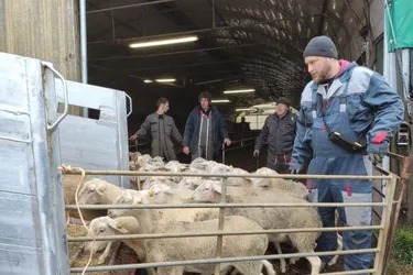Les premiers moutons français originaires de Mazeyrat-d'Allier (Haute-Loire) partent en Arménie