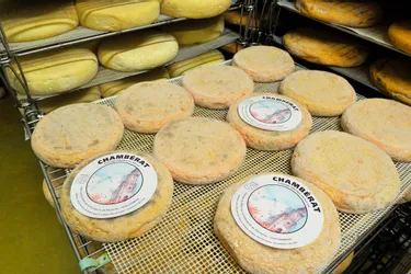 [Sur la route des fromages] Le chambérat, plus vieux fromage de l'Allier