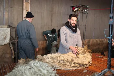 Formation - La laine d’agnelle pour faire du fil de qualité