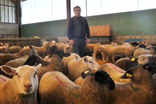 Dans l'Allier, les éleveurs ovins gardent le moral