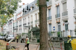 Pourquoi un cédrèle de la rue Chomel a été abattu à Vichy ?
