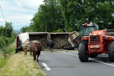 Des vaches périssent dans un accident de la route à Jozerand [Mise à jour]