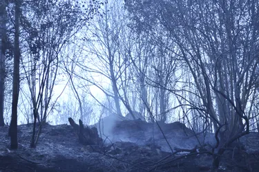 Violent feu de forêt dans l'est de la Creuse (Mise à jour)