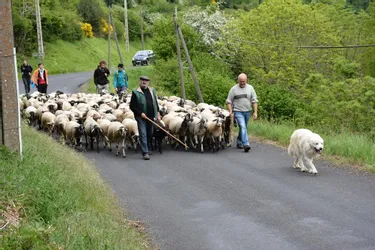 Les moutons ont pris leurs quartiers d’été