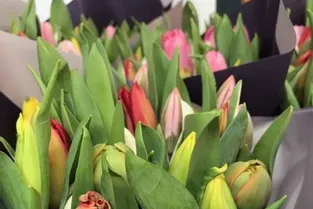 Des tulipes pour le Hameau de l’Amitié