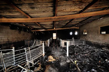 317 chevreaux périssent dans un incendie : « C’est une catastrophe »