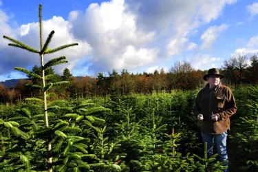 Depuis 1993, Hubert Henry fait pousser l’arbre roi des fêtes de Noël sur onze hectares, à Escoutoux