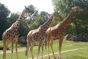 La girafe, un animal fascinant qui culmine à 4,50 mètres