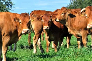 Dans les filières bovine et lait, les exploitants ont des revenus plus faibles cette année qu’en 2014