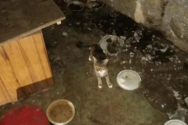 Trente-cinq chats livrés à eux-mêmes dans une maison insalubre évacués à Objat (Corrèze)