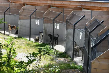 Abandons de chiens en hausse cet été : le refuge SPA de la Creuse est saturé
