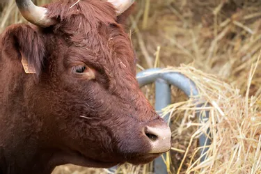 Le projet de création d’une fruitière à Tauves (Puy-de-Dôme) pour valoriser le lait des vaches Salers avance