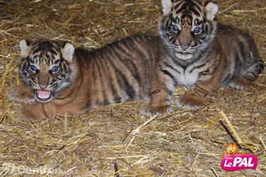 Les bébés tigres du Pal ont désormais un prénom !