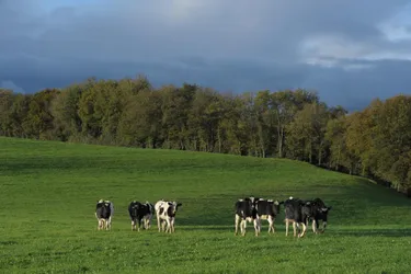 Depuis 70 ans, le groupement de défense sanitaire de la Creuse contribue à éradiquer les maladies qui touchent le bétail