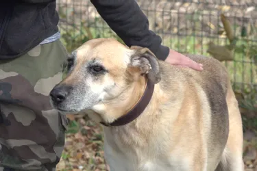 Betty, chienne croisée berger allemand, est à adopter à l'APA du Puy-de-Dôme