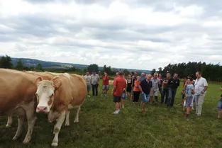 Le Cantal compte 900 vaches de la race bovine suisse