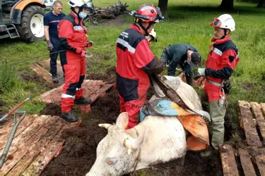 La vache embourbée sauvée par les pompiers à Sainte-Feyre (Creuse)