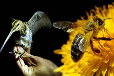 Chasseurs, agriculteurs et apiculteurs en quête d’union sacrée