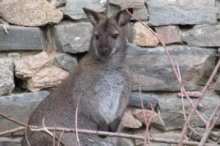 Un wallaby capturé en pleine nature à Domérat (Allier) par les pompiers de Montluçon