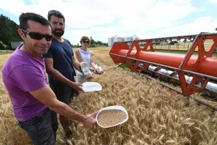 Les récoltes de blé ont débuté cette semaine pour les agriculteurs bourbonnais