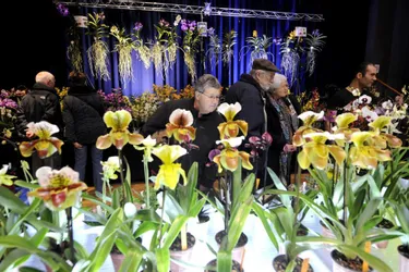 Ventes, ateliers et bons conseils au salon de l’Orchidée