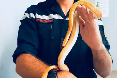 Les pompiers de Brive capturent un serpent exotique