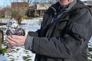 En colombophile averti, Jean-Paul Siozade veille sur ses pigeons sottobanca