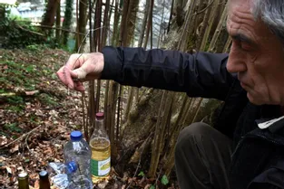 Avec 1.077 nids recensés en Corrèze en 2015, le frelon asiatique est un prédateur à éliminer