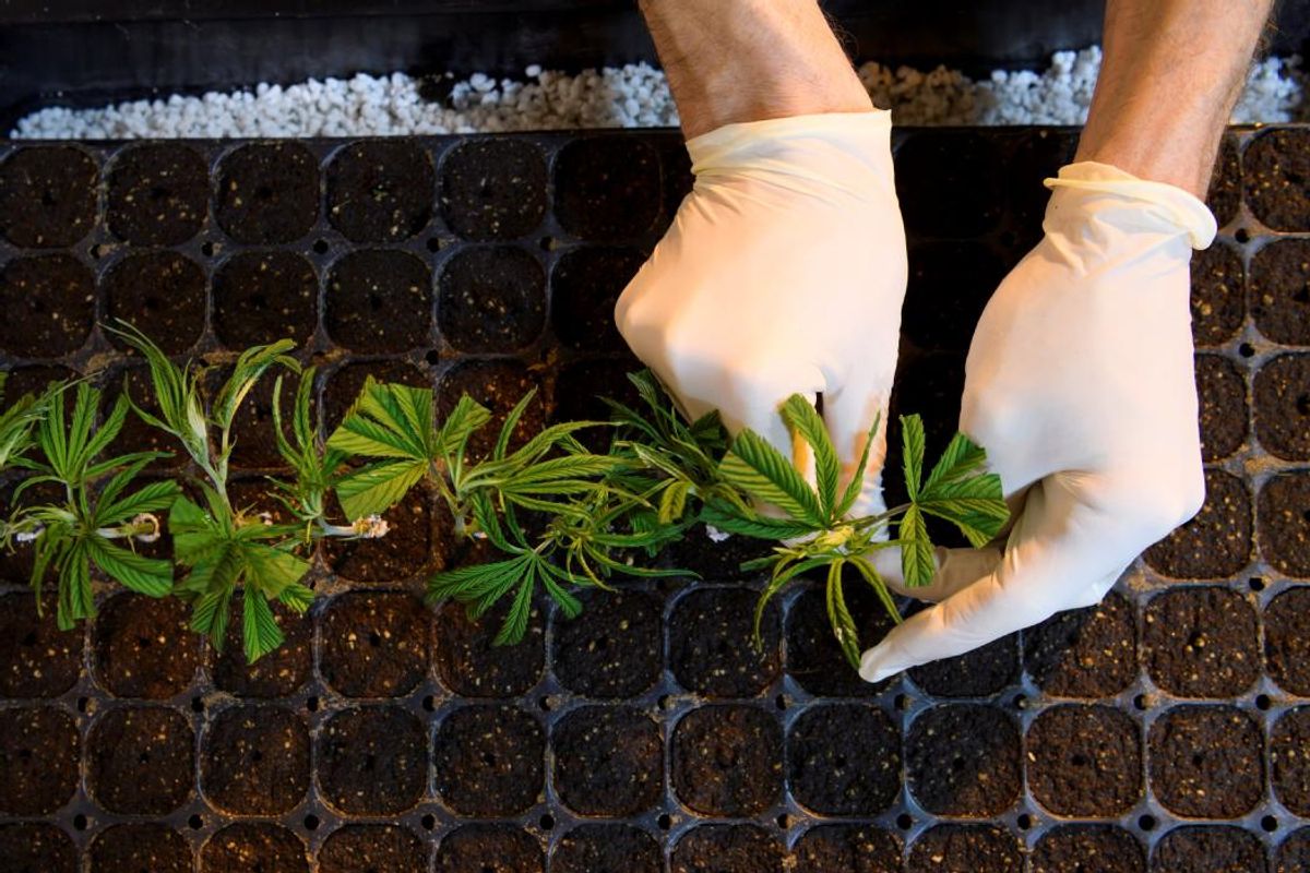 Cannabis thérapeutique : ce que signifie l'autorisation donnée par l ...