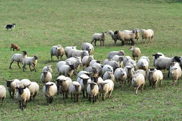 De la viande d’agneau directement du producteur au consommateur dans le nord Haute-Vienne