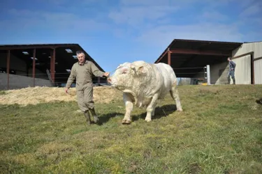 Salon de l'agriculture : Les éleveurs de charolais de l’Allier forment un contingent record